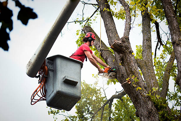 Best Hazardous Tree Removal  in , NY