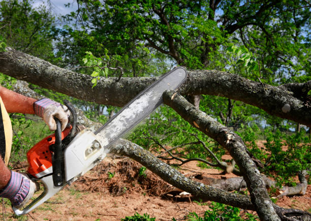  , NY Tree Services Pros